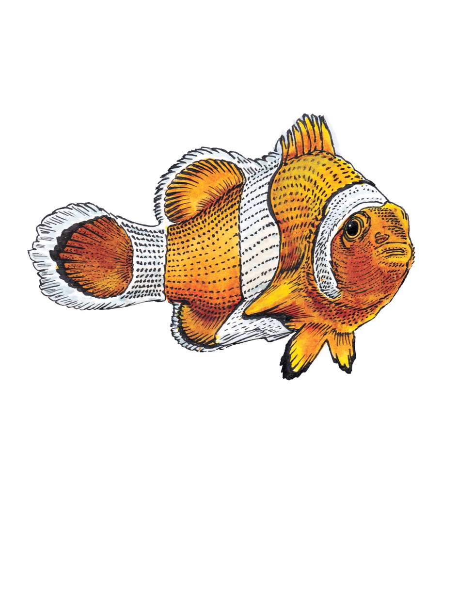 Il pesce pagliaccio su bianco, 2022 da Mike Davis