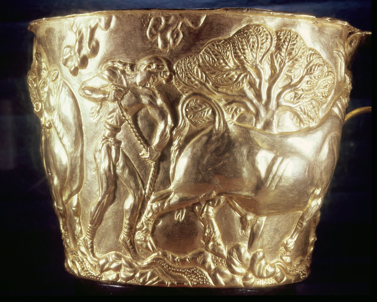 Coppa, raffigurante un toro domestico, trovata nella tomba reale di Vaphio, Sparta, tardo minoico I, c.1500 a.C. (oro) da Minoan