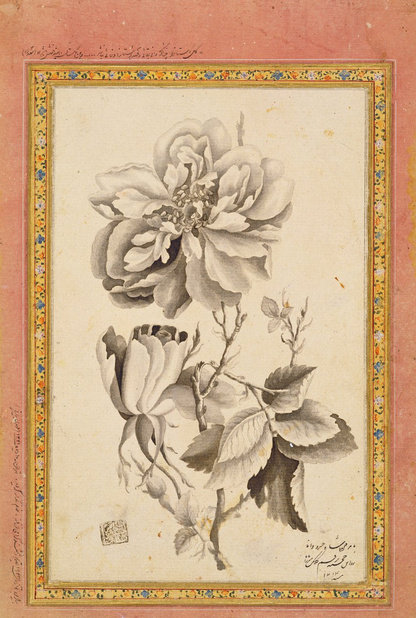 Rosa, 1799-1800 da Mirza Baba