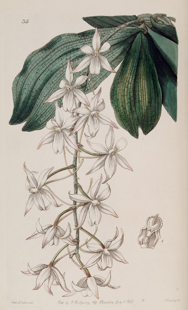 Aerangis biloba da Miss Drake