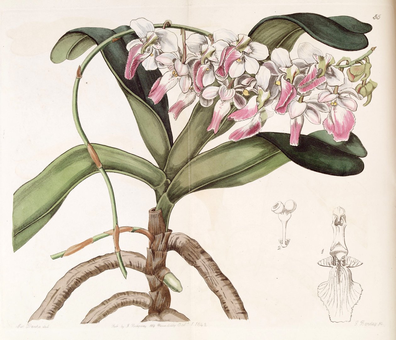 Aerides crispum da Miss Drake