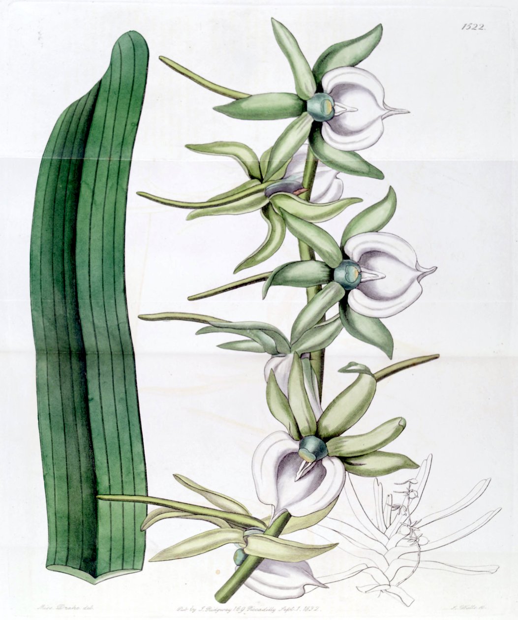 Angraecum eburneum da Miss Drake