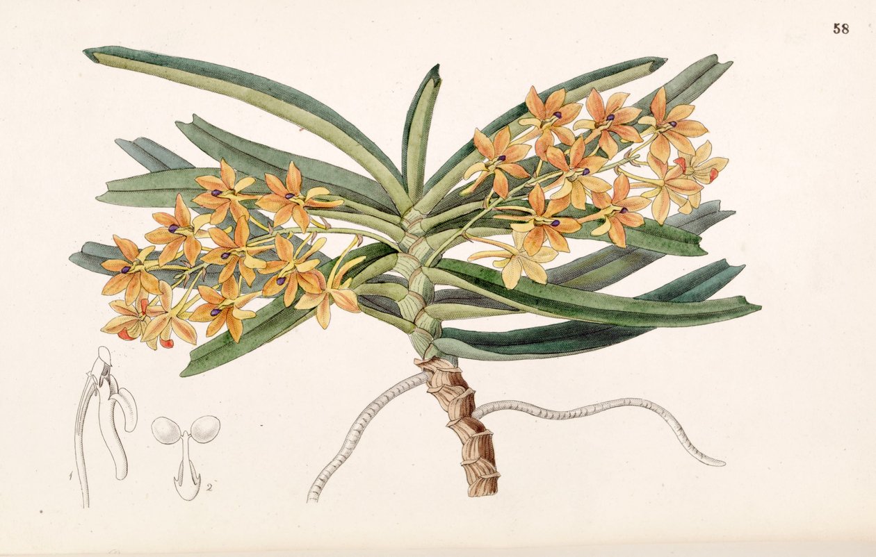 Ascocentrum miniatum (come sin. Saccolabium miniatum) da Miss Drake
