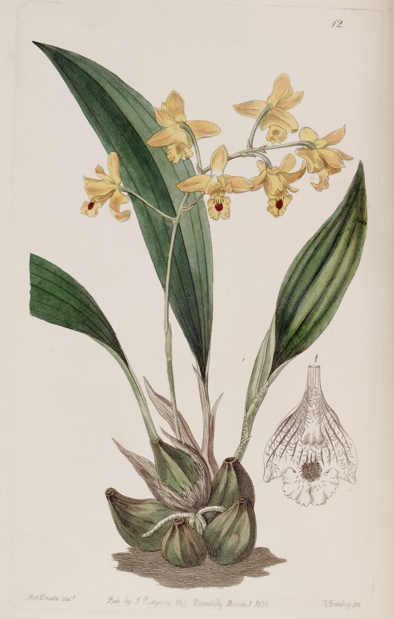 Bifrenaria vitellina (come sin. Maxillaria vitellina) da Miss Drake