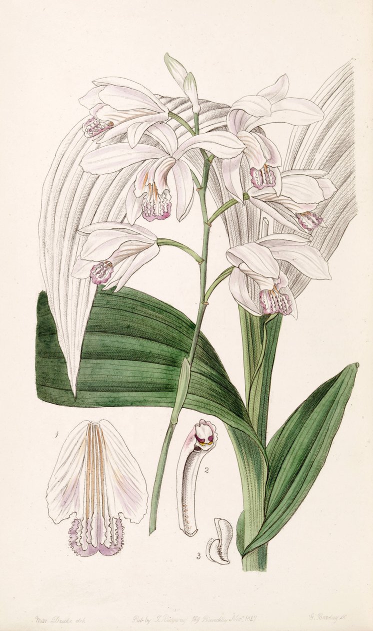 Bletilla striata (come sin. Bletia gebina) da Miss Drake