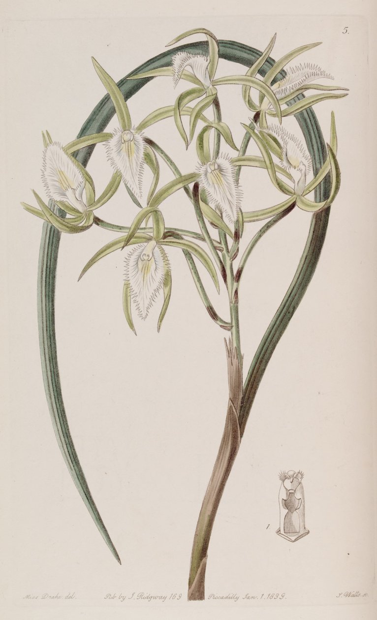 Brassavola martiana da Miss Drake