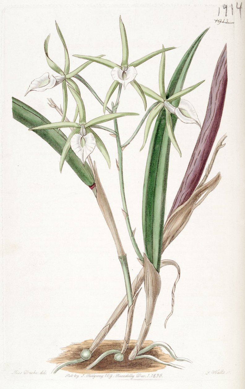 Brassavola subulifolia da Miss Drake