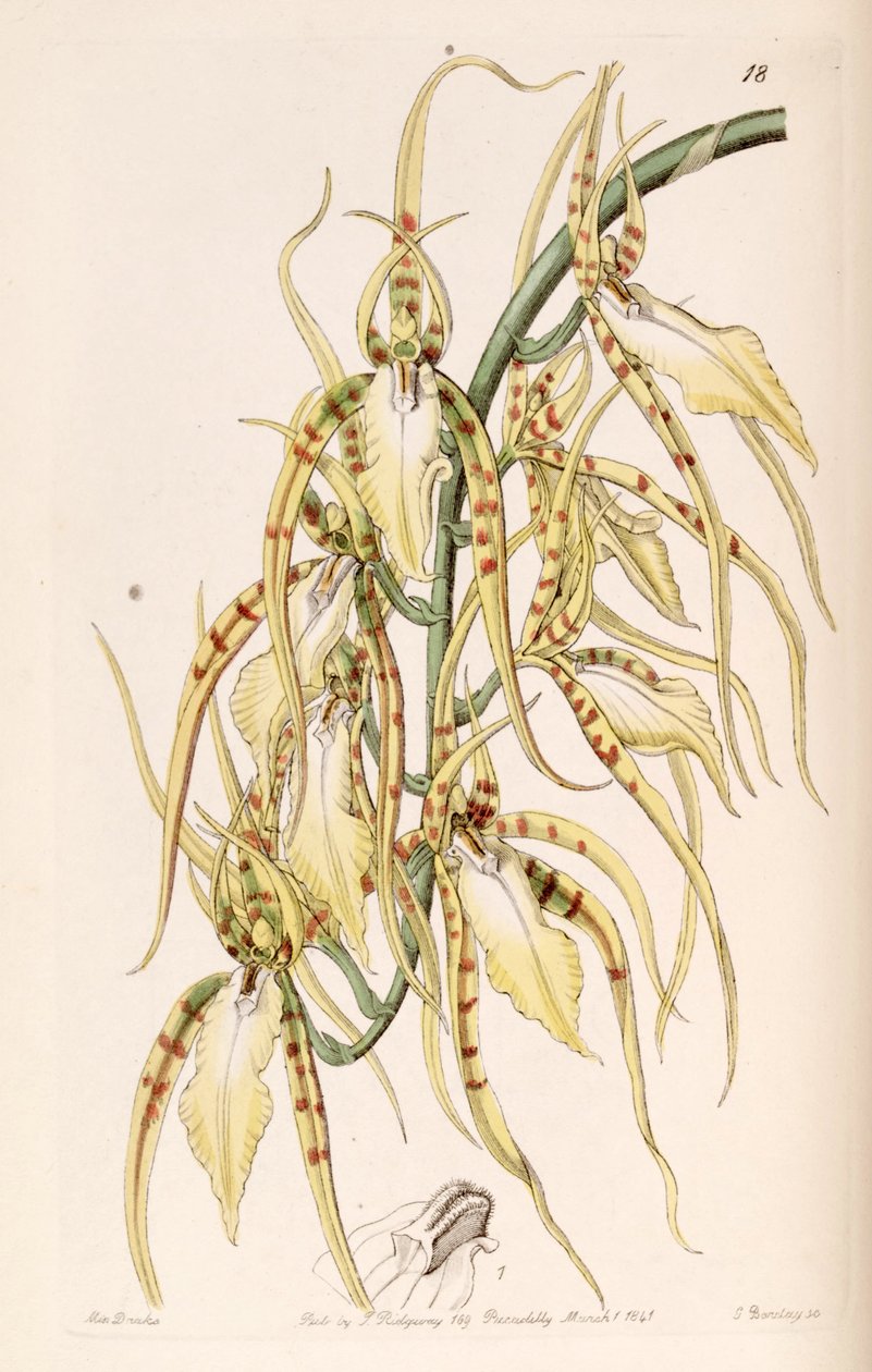 Brassia cochleata (come sin. Brassia lawrenceana) da Miss Drake