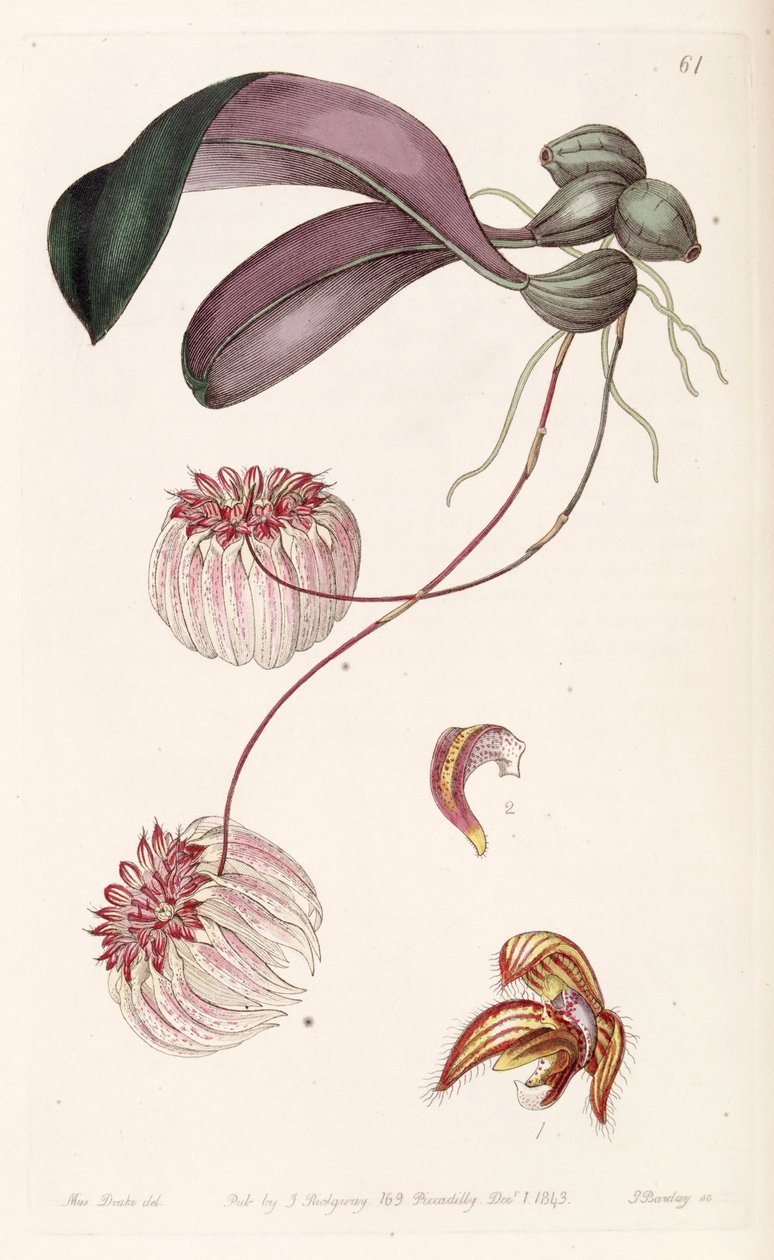 Bulbophyllum auratum (come sin. Cirrhopetalum auratum) da Miss Drake