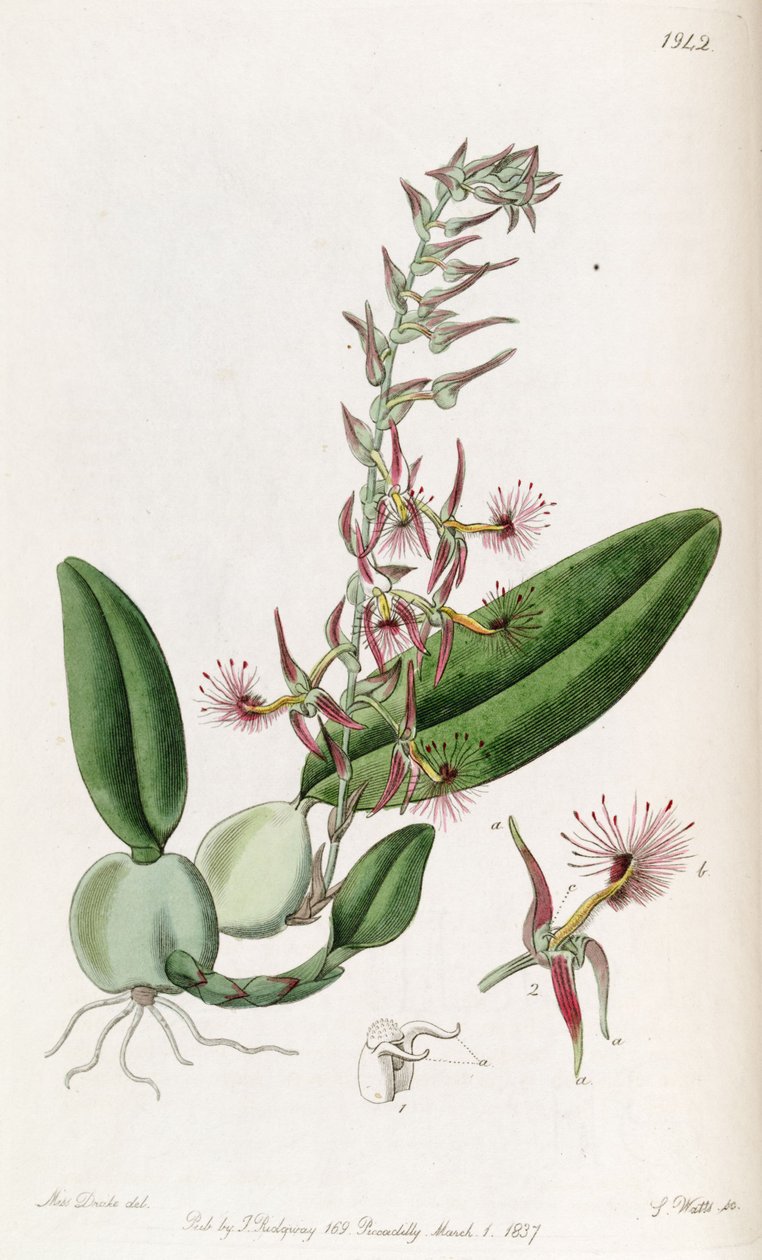 Bulbophyllum barbigerum da Miss Drake