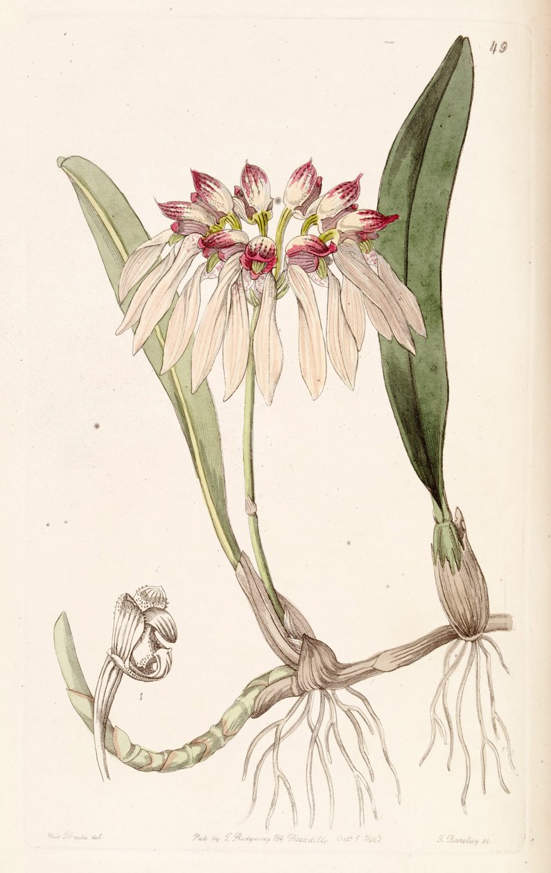 Bulbophyllum chinense da Miss Drake