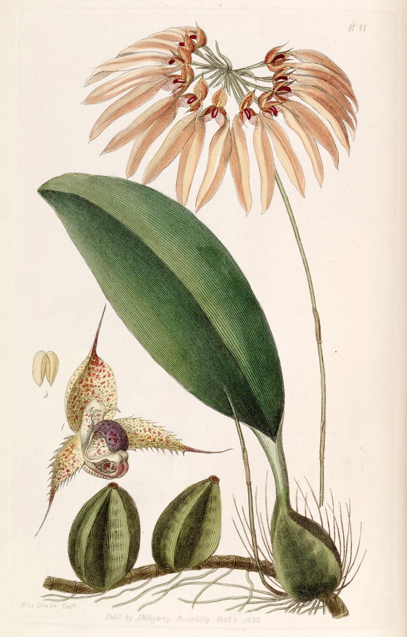 Bulbophyllum eberhardtii o Bulbophyllum longiflorum (come sin. Cirrhopetalum thouarsii) da Miss Drake
