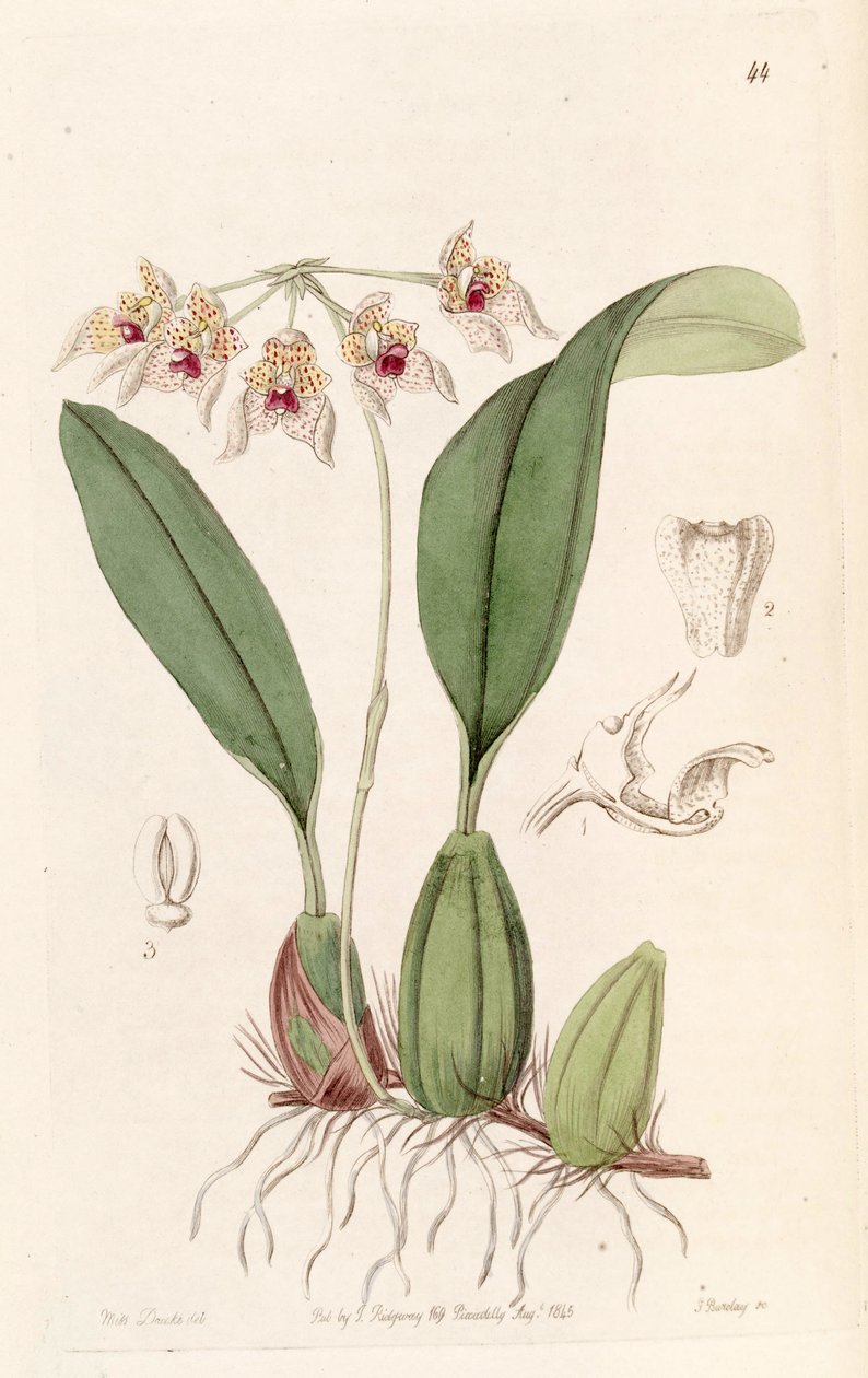 Bulbophyllum umbellatum (scritto Bolbophyllum umbellatum) da Miss Drake