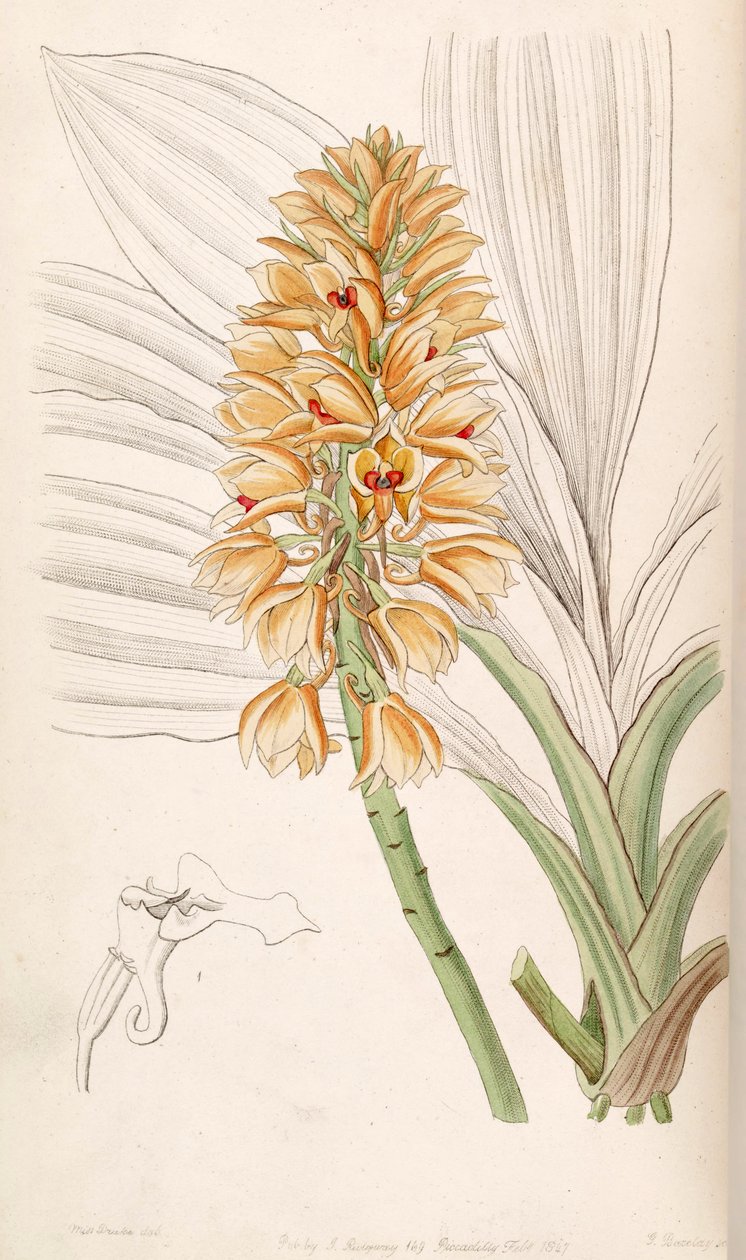 Calanthe pulchra (come sin. Calanthe curculigoides) da Miss Drake