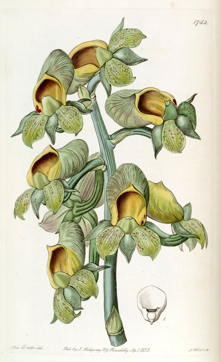 Catasetum cernuum (come sin. Monachanthus viridis) da Miss Drake