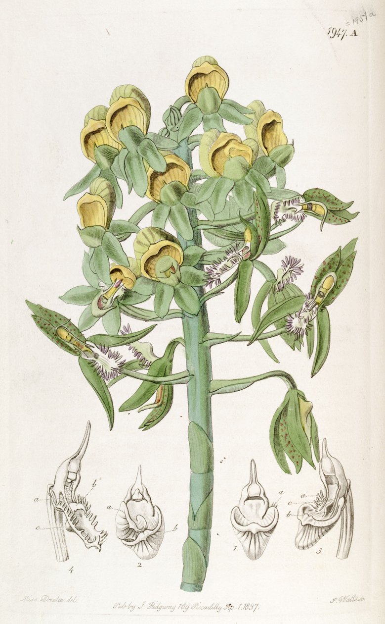 Catasetum cristatum, con fiori femminili (in alto) e fiori maschili (in basso). Erroneamente descritto dal Dr. John Lindley come Monochanthus cristatus e Myanthus cristatus da Miss Drake