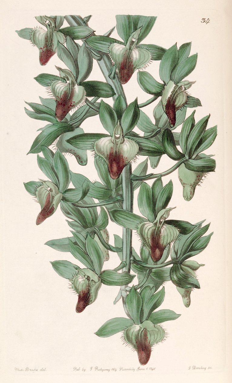 Catasetum socco da Miss Drake