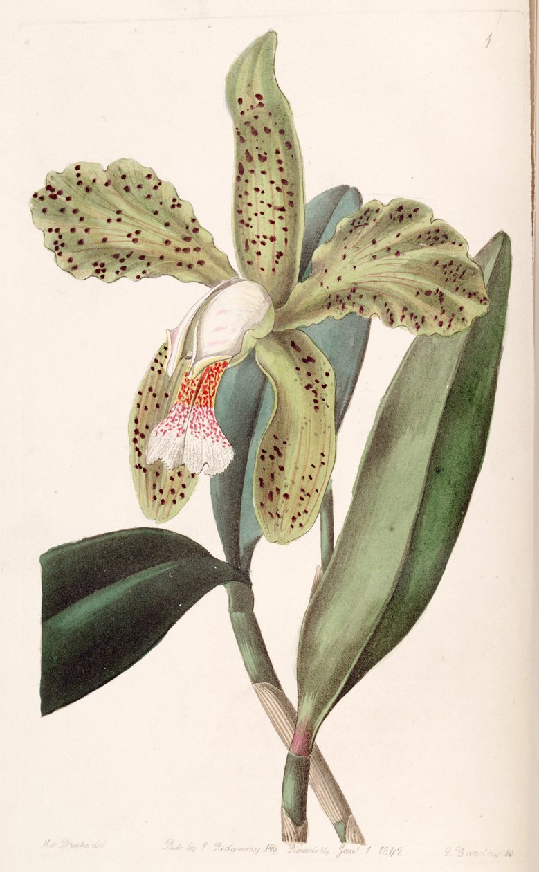 Cattleya granulosa da Miss Drake