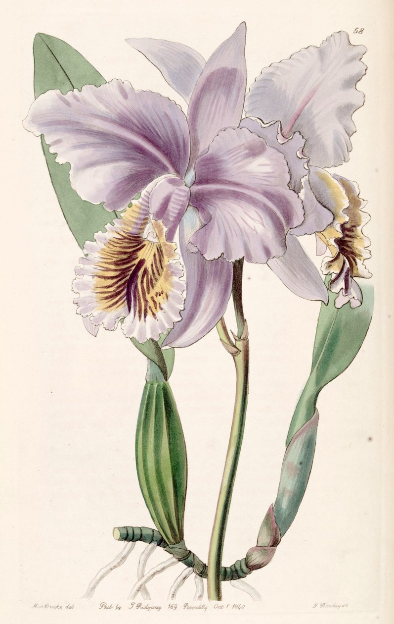 Cattleya mossiae (come sin. Cattleya labiata var. mossiae) da Miss Drake