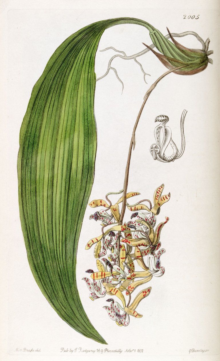 Cirrhaea loddigesii da Miss Drake