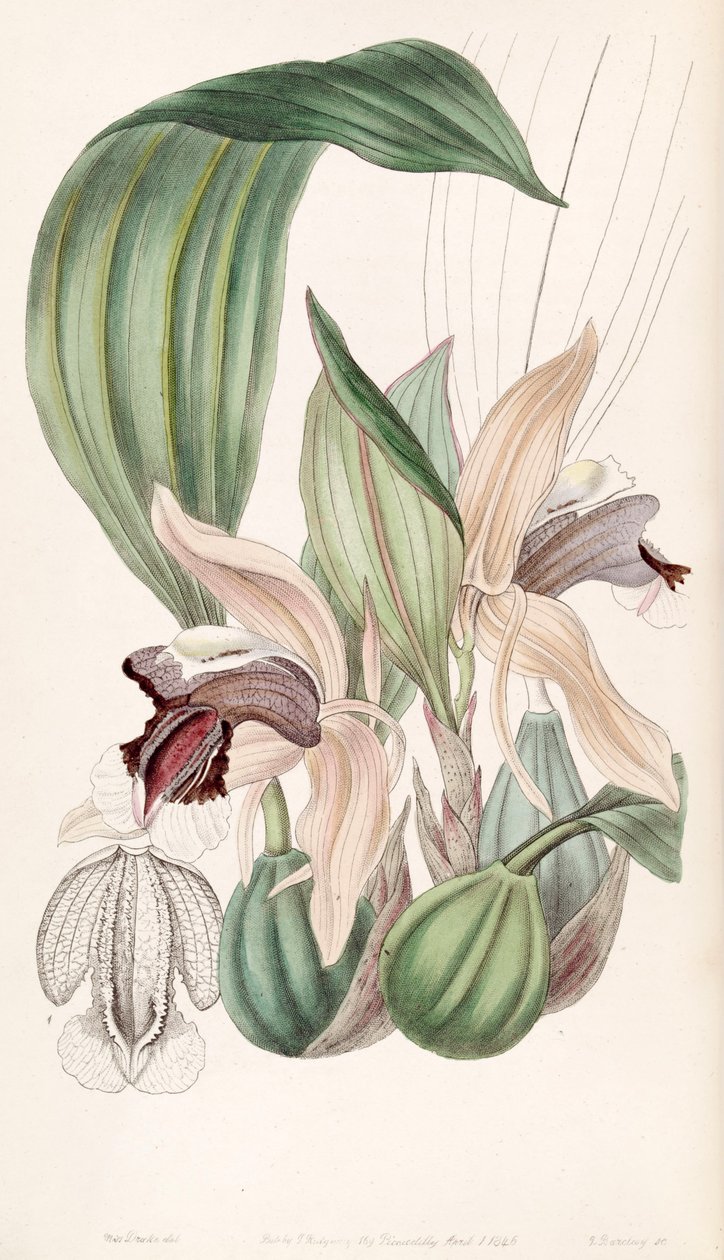 Coelogyne speciosa da Miss Drake