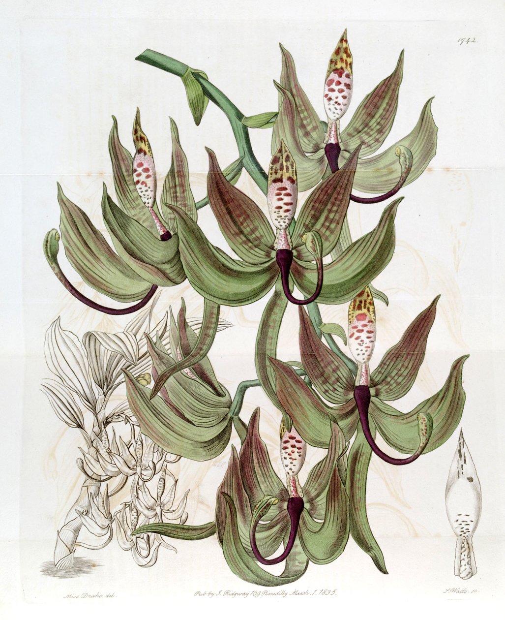 Cycnoches loddigesii da Miss Drake