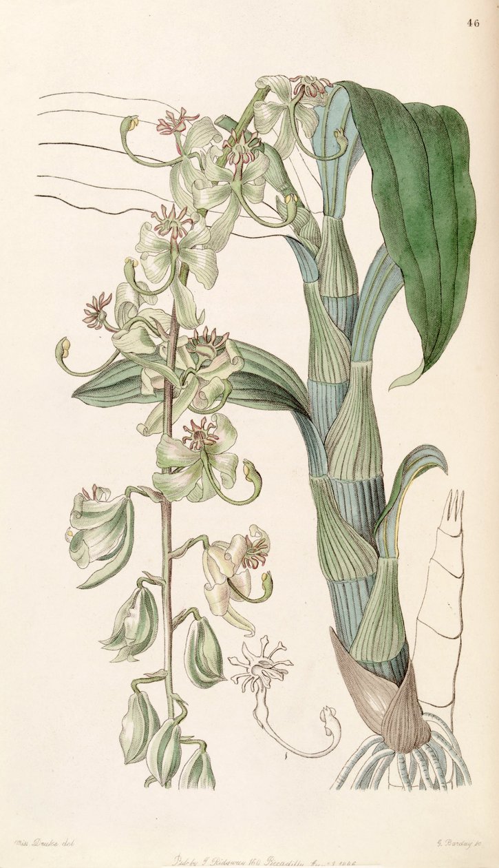 Cycnoches stelliferum (come sin. Cycnoches egertonianum var. viride) da Miss Drake