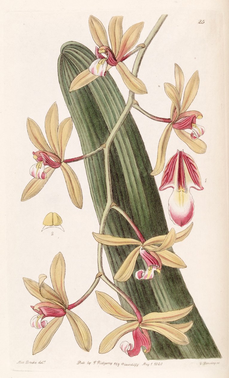 Cymbidium aloifolium da Miss Drake
