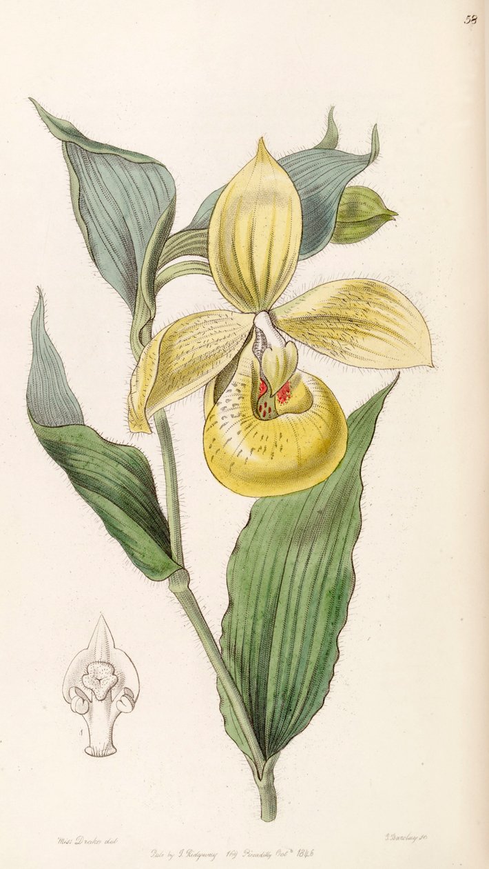 Cypripedium irapeanum da Miss Drake