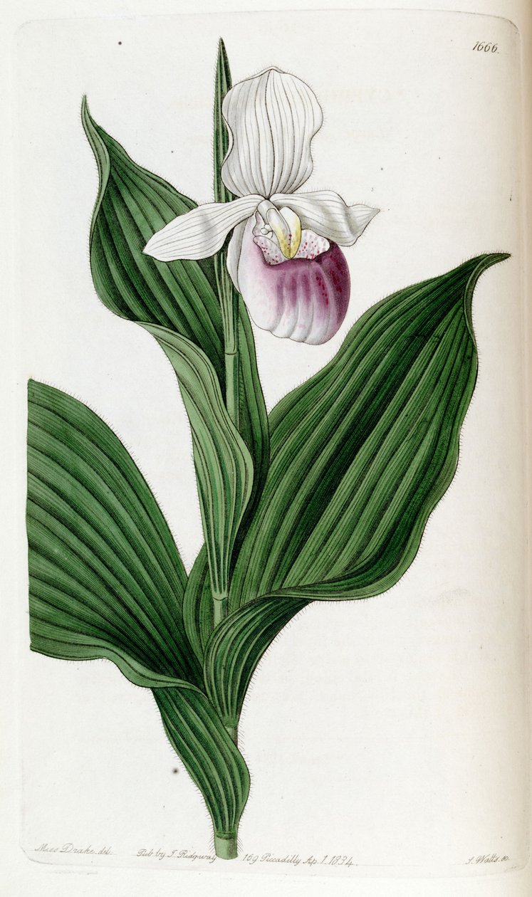 Cypripedium reginae (come sin. Cypripedium spectabile) da Miss Drake