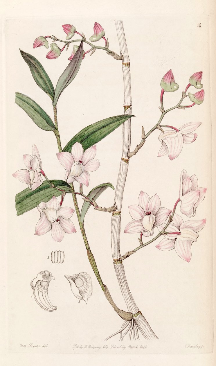 Dendrobium aduncum da Miss Drake