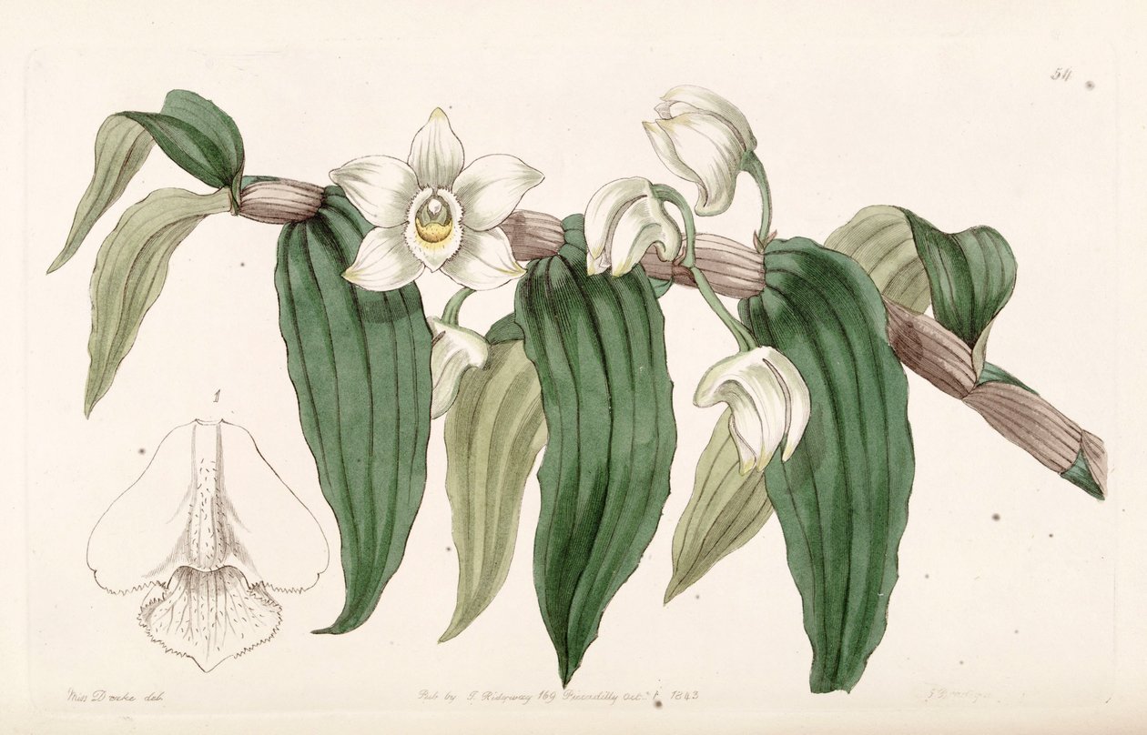 Dendrobium aqueum da Miss Drake