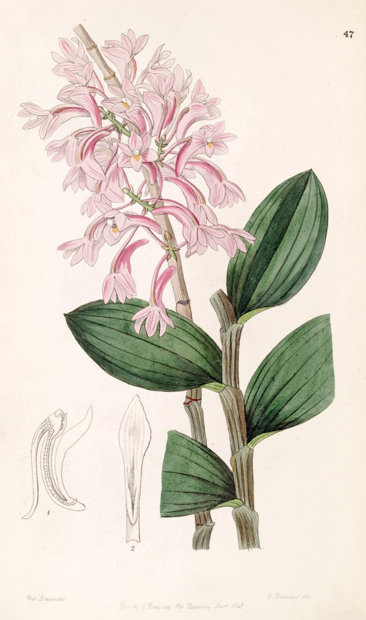 Dendrobium hasseltii da Miss Drake