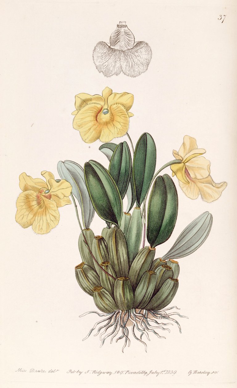 Dendrobium jenkinsii da Miss Drake