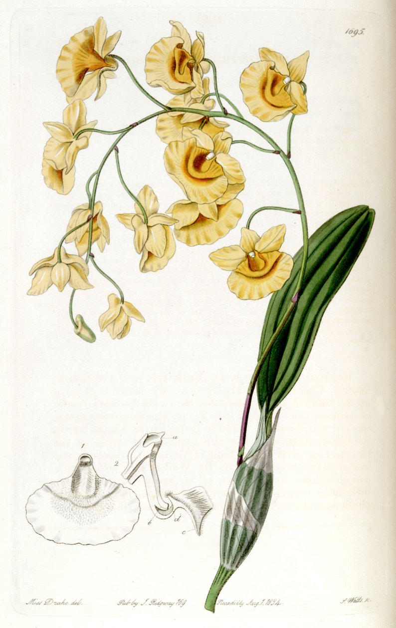 Dendrobium lindleyi (come sin. Dendrobium aggregatum) da Miss Drake