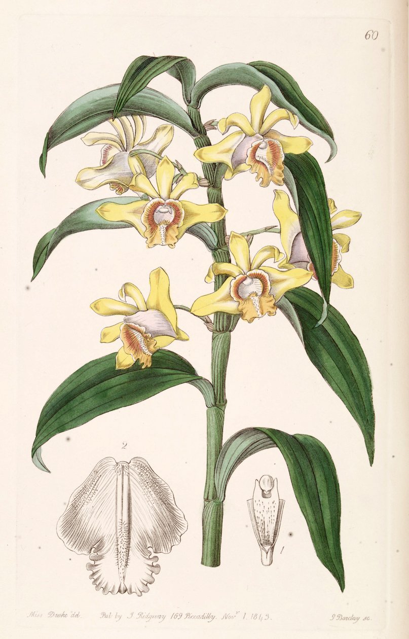 Dendrobium ruckeri da Miss Drake