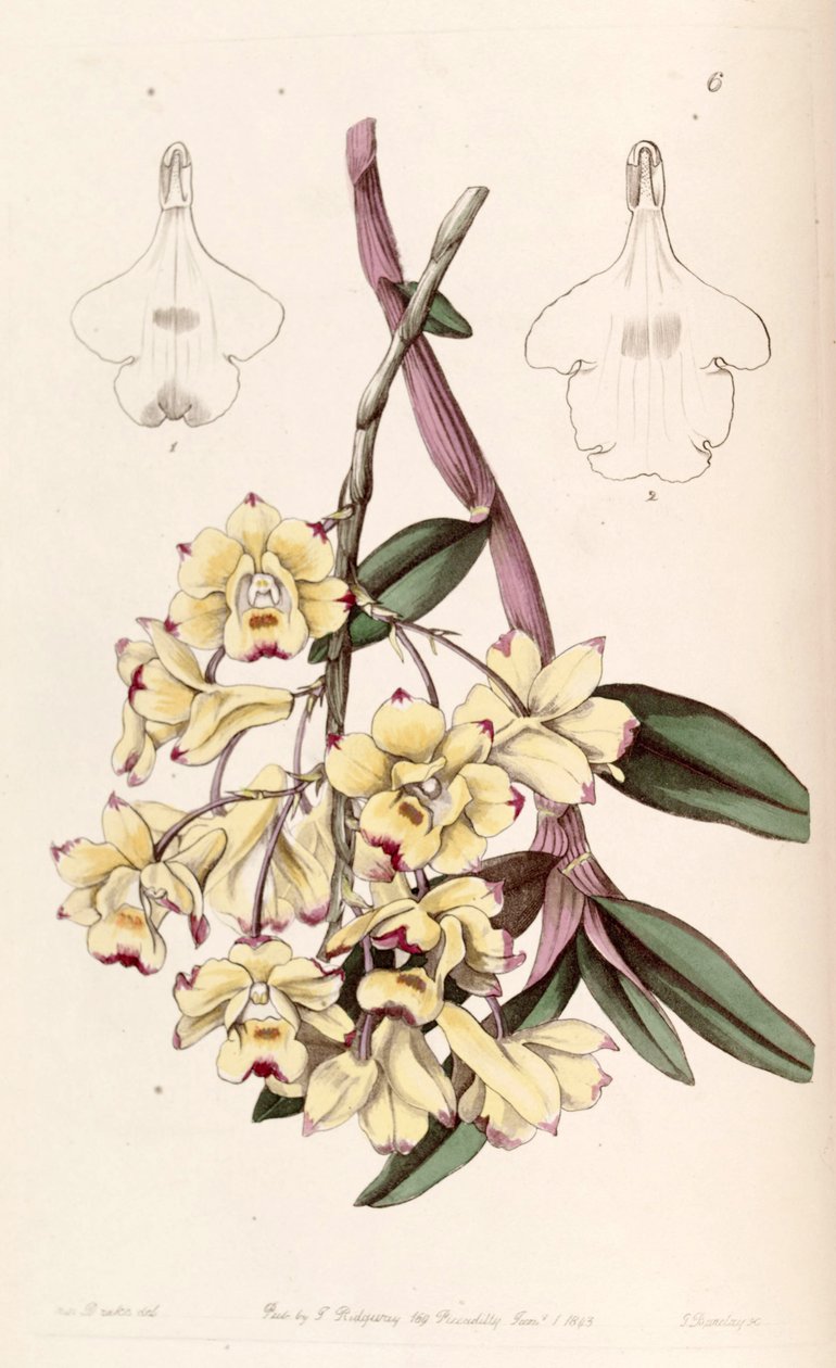 Dendrobium sanguinolentum da Miss Drake