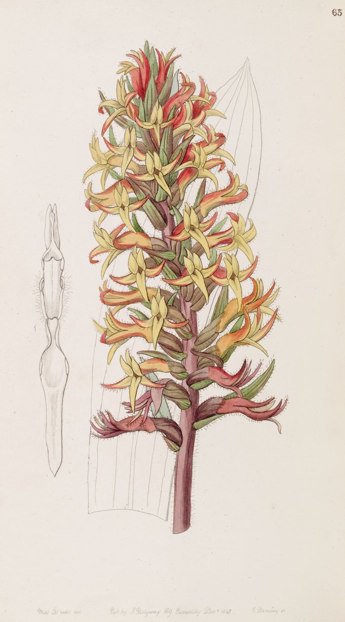 Dichromanthus cinnabarinus da Miss Drake