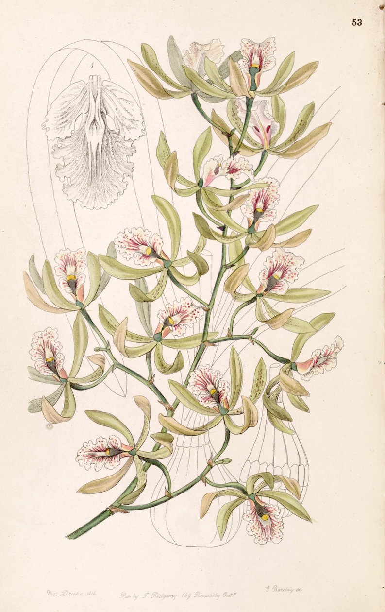 Encyclia ambigua (come sin. Epidendrum alatum) da Miss Drake