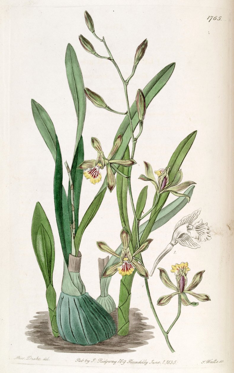 Encyclia gracilis (come sin. Epidendrum gracile) da Miss Drake