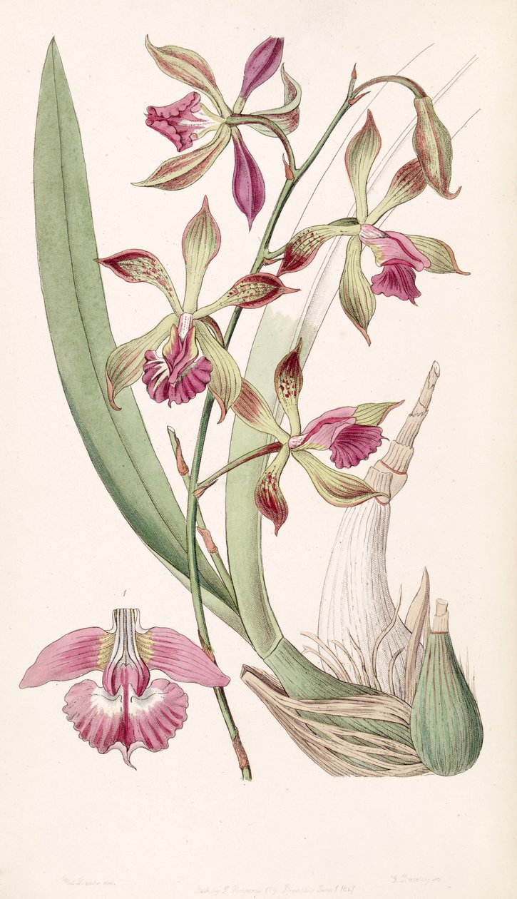 Encyclia plicata da Miss Drake