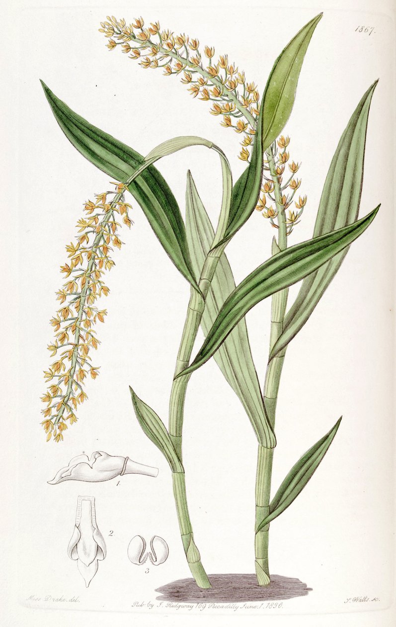 Epidendrum armeniacum da Miss Drake