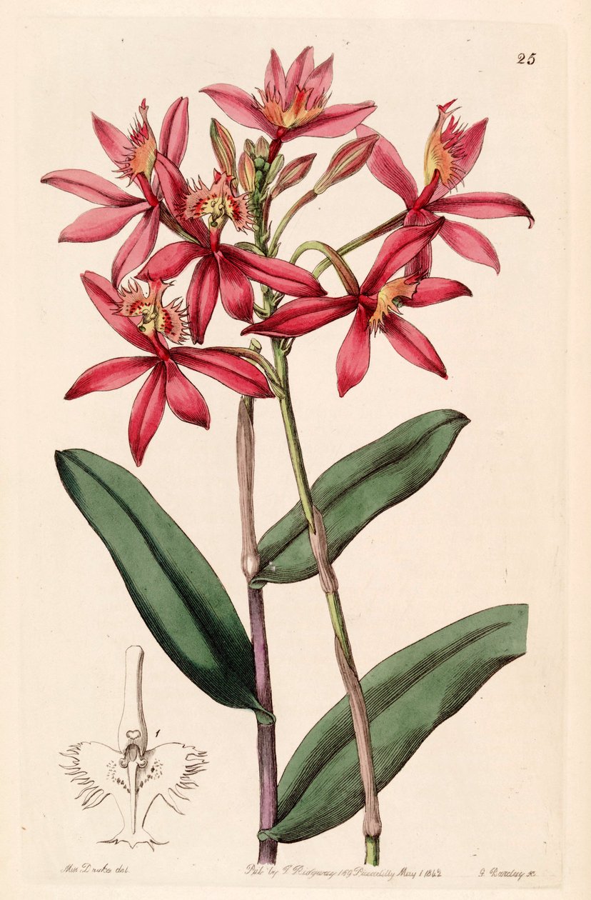 Epidendrum cinnabarinum da Miss Drake