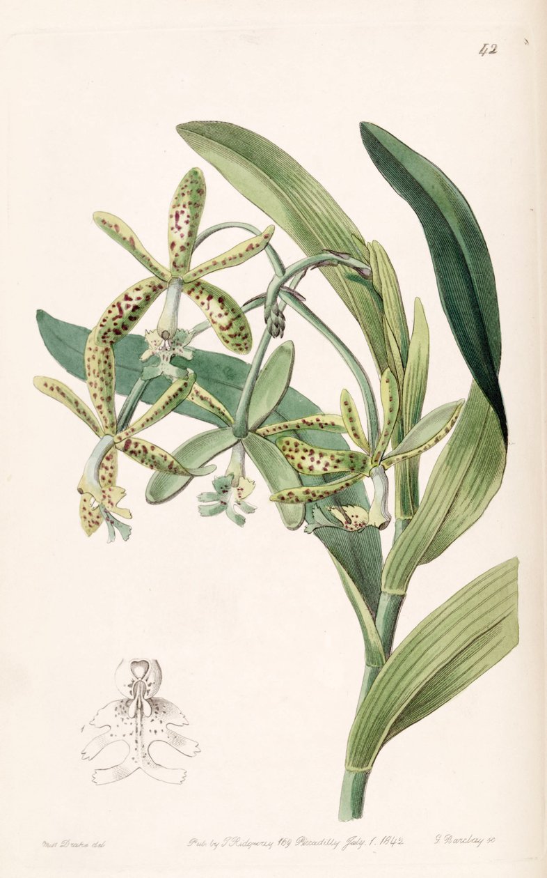 Epidendrum cristatum (sin. Epidendrum raniferum) da Miss Drake