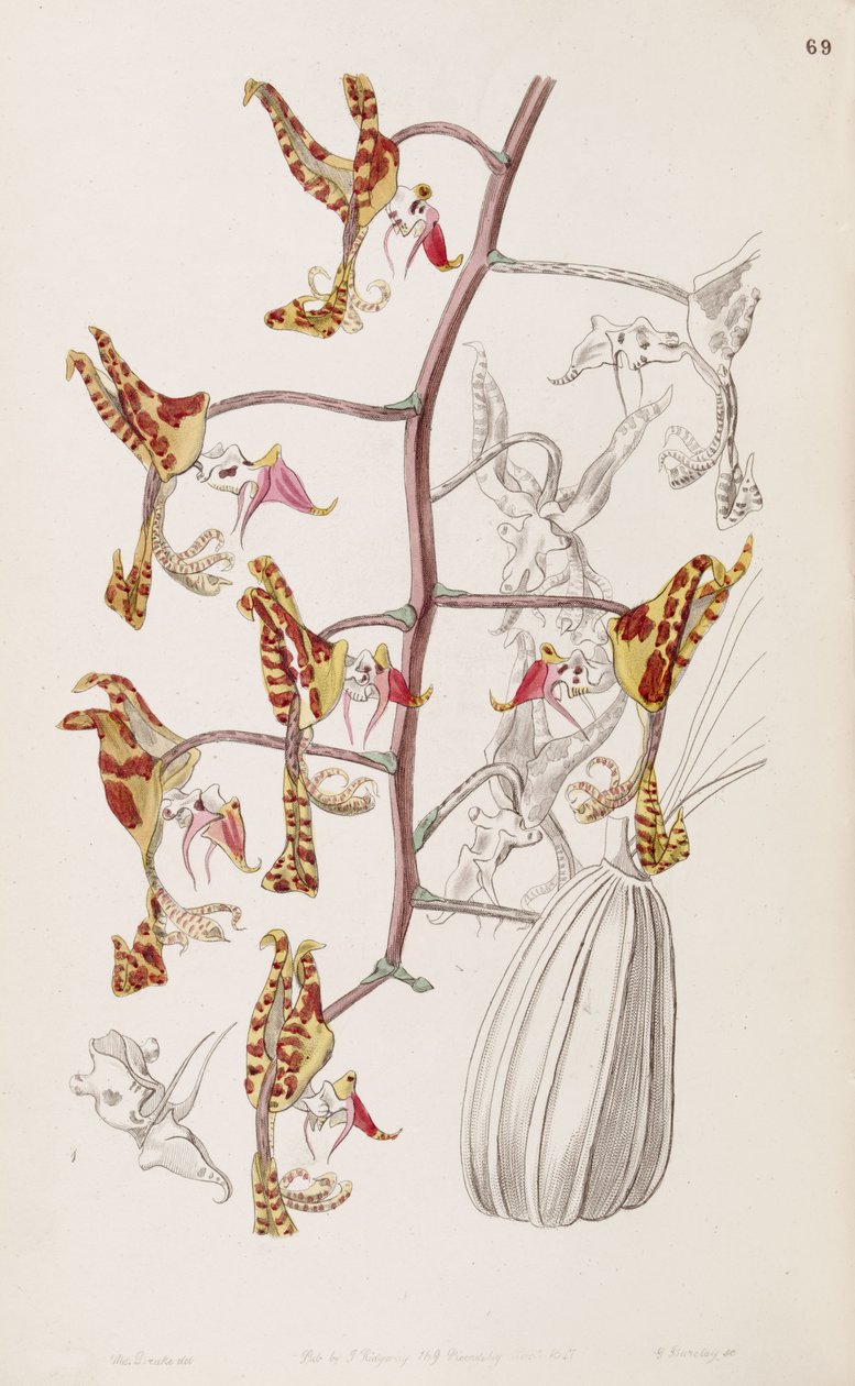 Gongora fulva (come sin. Gongora maculata var. tricolor) da Miss Drake