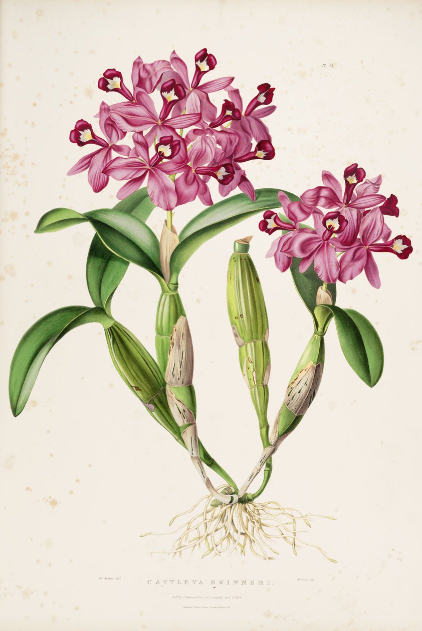Illustrazione di Cattleya skinneri (o Guarianthe skinneri) da Miss Drake