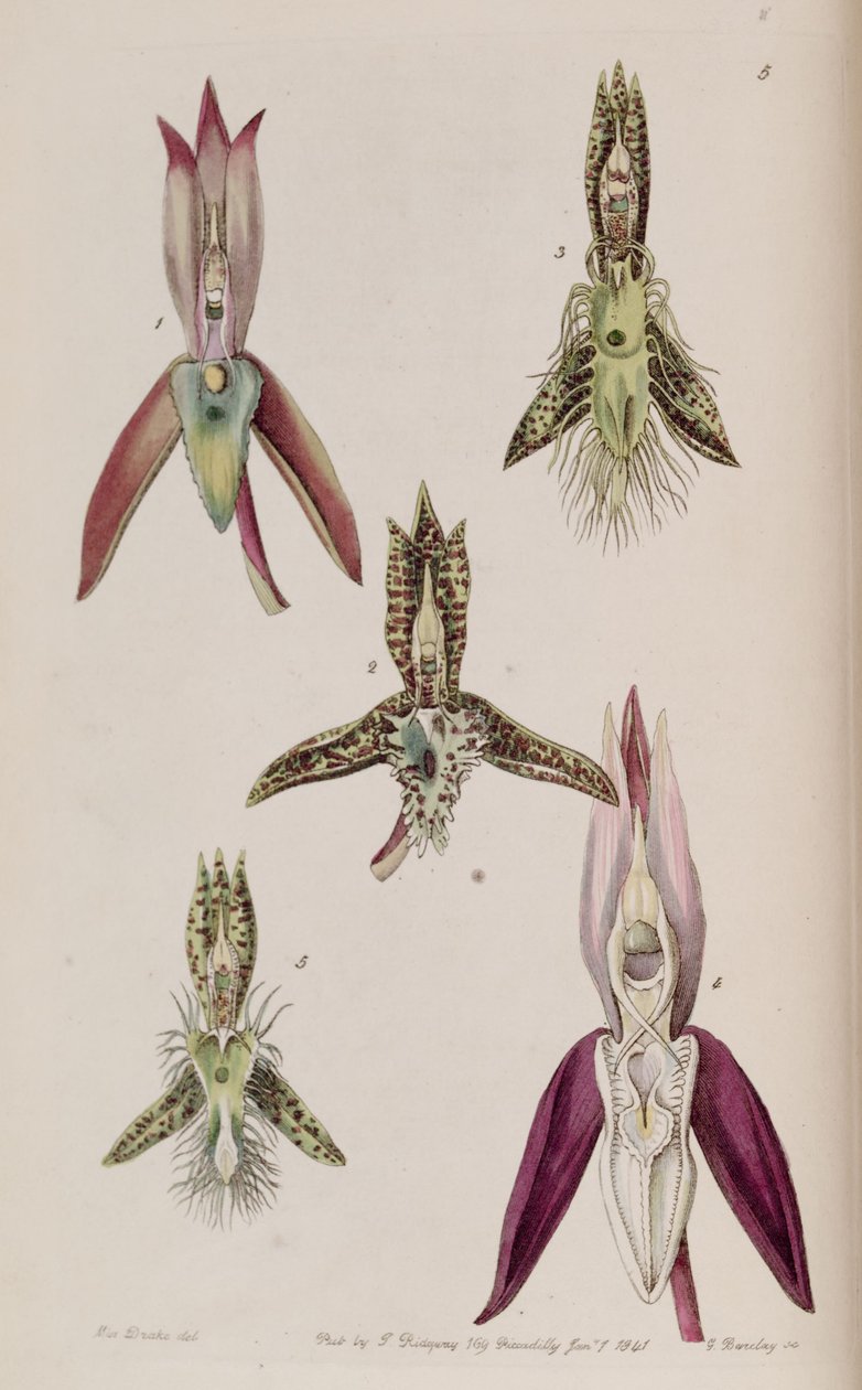 Illustrazione di I. Catasetum callosum II. Catasetum cristatum (come sin. Catasetum cornutum) III. Catasetum barbatum IV. Catasetum laminatum V. Catasetum lanciferum da Miss Drake
