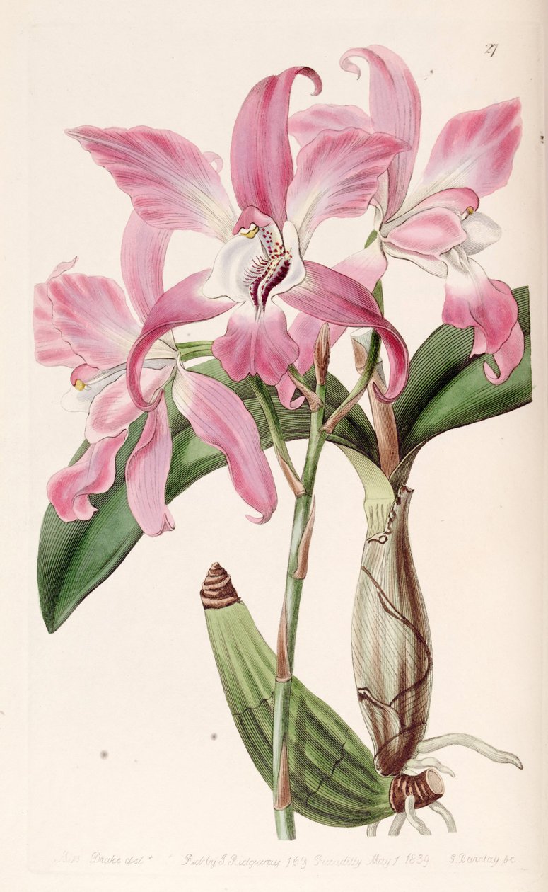 Laelia autumnalis da Miss Drake