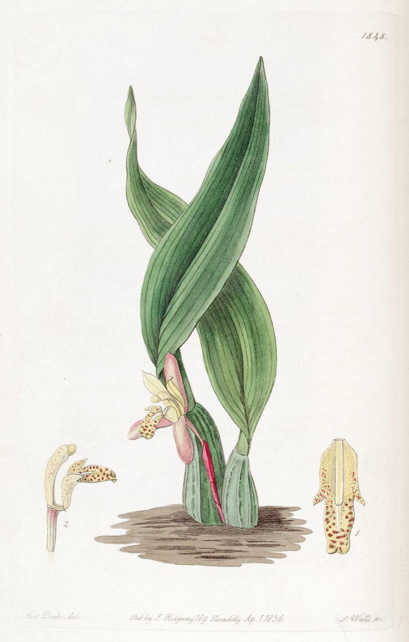 Maxillaria rufescens da Miss Drake