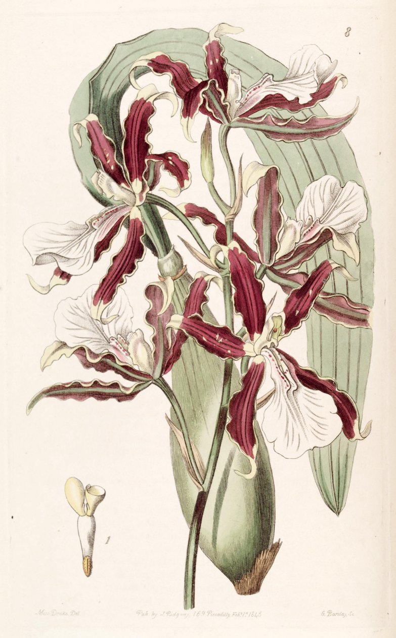 Miltonia cuneata da Miss Drake